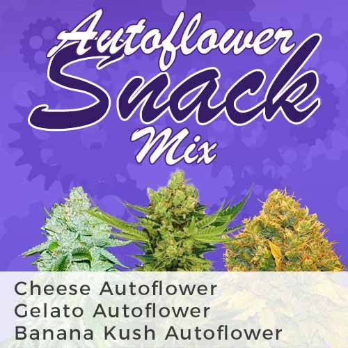 Autoflower Snack Mix Variety Marijuana Seeds Pack