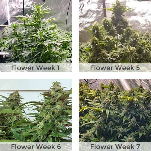 Super Skunk feminized cannabis flower weeks