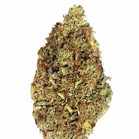 OG Kush feminized cannabis bud