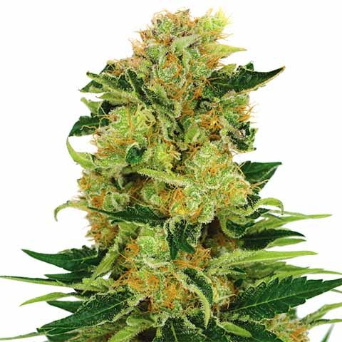 Pineapple Haze feminized marijuana seeds