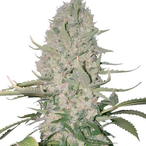 Power Plant Feminized Amsterdam Classics Marijuana Mix