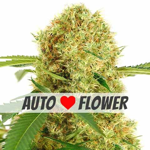 white widow autoflower seeds grow kit beginners