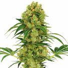 Big Bud Feminized Marijuana Seeds