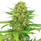 Bubblegum Feminized Marijuana Seeds