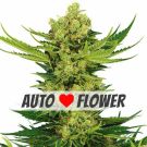 Cheese Autoflower Marijuana Seeds