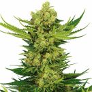 Cheese Feminized Cannabis Seeds