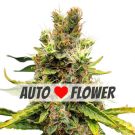 cookies and cream autoflower marijuana seeds