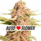 Girl Scout Cookies Extreme Autoflower Marijuana Seeds