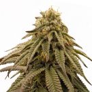 GMO feminized marijuana seeds