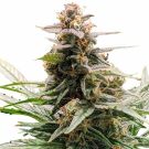 Godfather OG feminized marijuana seeds