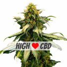 Harlequin high CBD feminized marijuana seeds