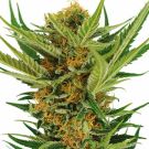 Jack Herer feminized marijuana seeds