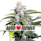 Lowryder autoflower marijuana seeds