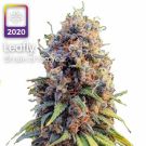 runtz leafly strain of the year 2020