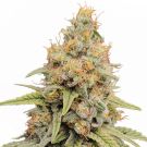 Strawberry Kush feminized marijuana seeds